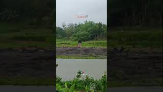 Ternyata bukan cuma politisi yang turun gunung !! banjir juga bisa turun gunung  #shortvideo #shots