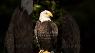 Check Out the Bald Eagle, Ruling the Skies with Impressive Might and Beauty! #shorts