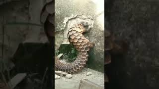 Famoso POKÉMON PANGOLIM 😱😱😍🐲 | #shorts #pangolin