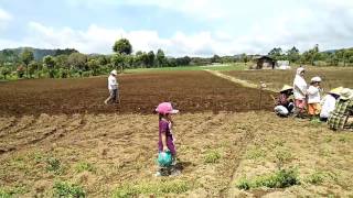 Panen Kentang KERINCI JAMBI 0