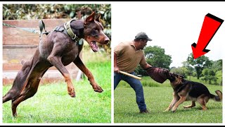 Top5 MEJORES perros Poderosos para DEFENSA personal