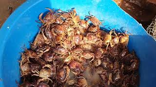 People sell crabs at the market, Life at the market, People sell many things at the market