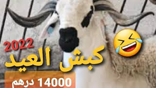 هدية عيد الأضحى.  بارطاجي أثمنة أكباش  🤣 2022 #الصحراء مغربية #maroc