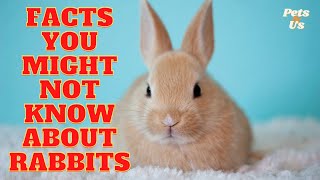 Facts You Might Not Know About Rabbit 🐰 | Facts About Bunnies Rabbits 🐇 (2022) | Pets and Us