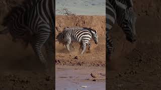 What An Encounter With the Plains Zebras!🤔#shorts #safari #travel #travelling