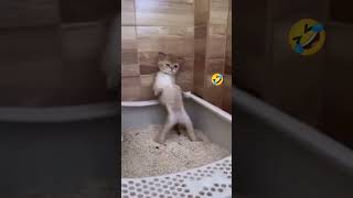 Funny Cat 🤣