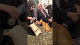 Subhan Allah No act of kindness goes unaware | #mashaallah #kabah #allah #madina #kindness #cat