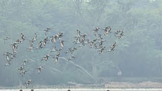 Wonderful flying of Migratory Bird Godwit, little Grebe, Black shouldered Kite etc #relaxing #relax