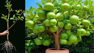 Growing And Caring For A Guava Tree - Fruits