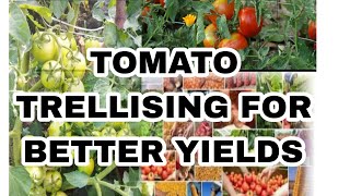 TOMATO TRELLISING FOR BETTER YIELDS (When and How to do it?)