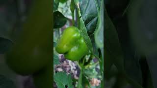 Growing Yellow Bell Peppers