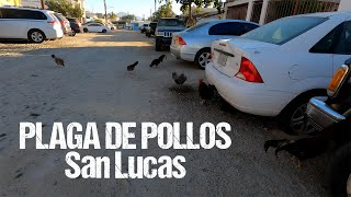 San Lucas Plagado de Pollos Callejeros | Bitácora de Viaje ► San Lucas 1