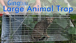 How To Assemble Gingbau Large Animal Trap (GAT-L)