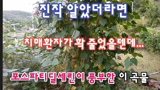 진작 알았더라면 치매환자가 확 줄었을텐데... 포스파티딜세린이 풍부한 이 곡물