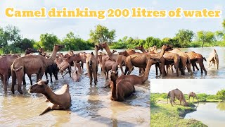 Camel Drinks 200 Liters of Water in 3 Minutes| Camel drinking 200 litres of water |বন্য উটের মুহূর্ত