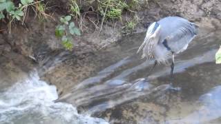 crane fishing in creek - 3 of 3