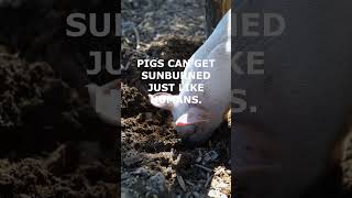 Did you know this about pigs?