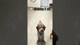 Cute dog shaking it off. 🐶. #dog #cutedog #shorts