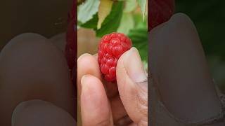 raspberry harvest from my backyard in USA #gardening #shorts #raspberry #berries  #fruit #backyard