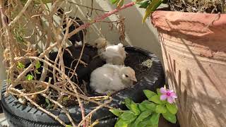 For sale ( black & white ) bentum chicks age 60-75 days Karachi