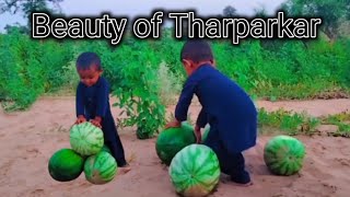 Green Desert beauty after Heavy rain in tharparkar desert / desert Nature pakistan