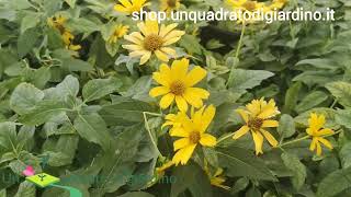 Heliopsis helianthoides 'Loraine Sunshine'