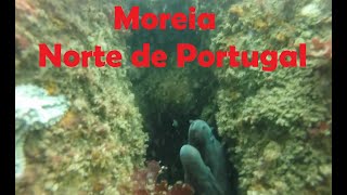 Moreia      Norte de Portugal