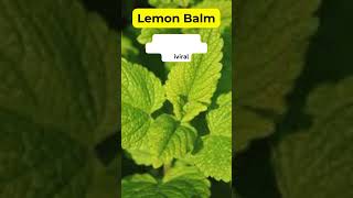 Lemon Balm Health Benefits Herbal Plant #holistic #medicinalplants #herbalmedicine