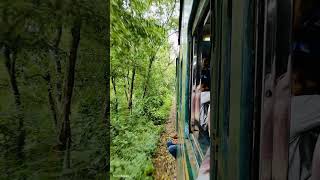 Train running through the forest || বনের ভেতরে ট্রেনের ছুটে চলা ||