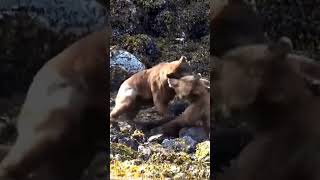 bear vs bear fight #animals #wildlife