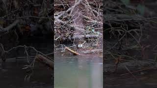 Bu görüntüyü yakalamak benim için hiç kolay olmadı. Dere Kuşu’nun suya dalma anı. 💧🐦