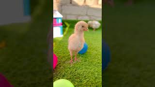 Hen Chick 🐣#chicks #kidsvideo