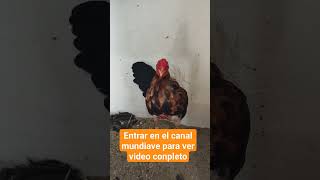 la importancia de bañar a los gallos antes de la muda