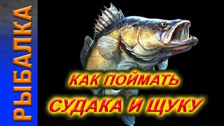 СЕКРЕТЫ Как поймать судака  и щуку