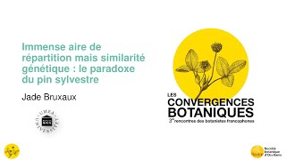 Convergences botaniques 2022 - 2.  Le pin sylvestre (Jade Bruxaux)