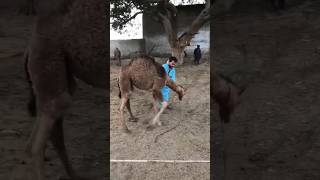 Fun with camels baby 🤣🤣 #camel #youtubeshorts #animals #shorts #viralvideo #funny