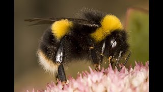 Prof. Jane Memmott, Wild Bee Expert, in conversation