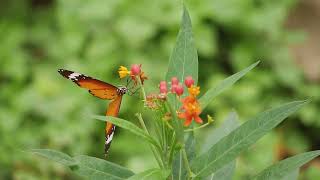 Fluttering Beauty: Create Your Own Butterfly Garden