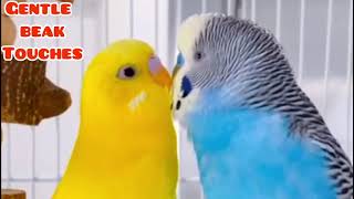 Happy budgie loves to chit chat! #bird #animal #parrot #parakeet #pets #cute