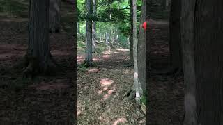 Late Afternoon Hike (Woodchuck Hill Field and Forest Preserve) #virtualhike #summer #getoutside