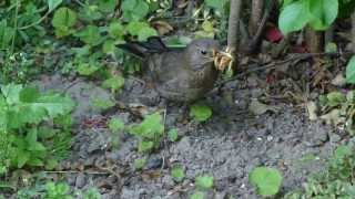 Female Blackbird collecting mealworms