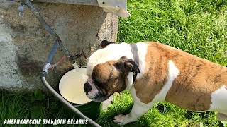 Американский бульдог Брайс.Барон передаёт привет из Англии\American Bulldog Bryce. Baron in England