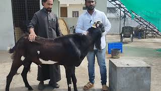 punjab ka beetal in nizamabad aur shandar kota bakra available