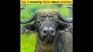 top 3 amazing facts about animals in hindi #factsinhindi #ytshort #youtubeshort #fact #short #shorts