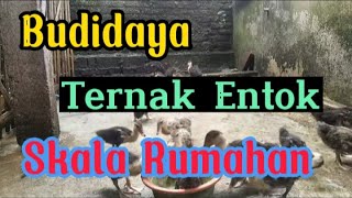 Budidaya ternak entok skala rumahan