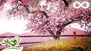 Relaxing Piano Music: Romantic Music, Beautiful Relaxing Music, Sleep Music, Stress Relief ★122