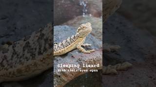 Sleeping lizard #lizards #sleeping #cute #youtubeshorts #youtube #trending #viralvideo