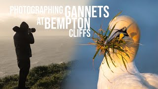 Wildlife Photography: Photographing Gannets at RSPB Bempton Cliffs.