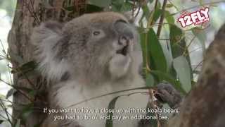 12fly TV - Rain at Cleland Wildlife Park, South Australia