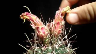 How to  pollinate cactus flowers to get seeds